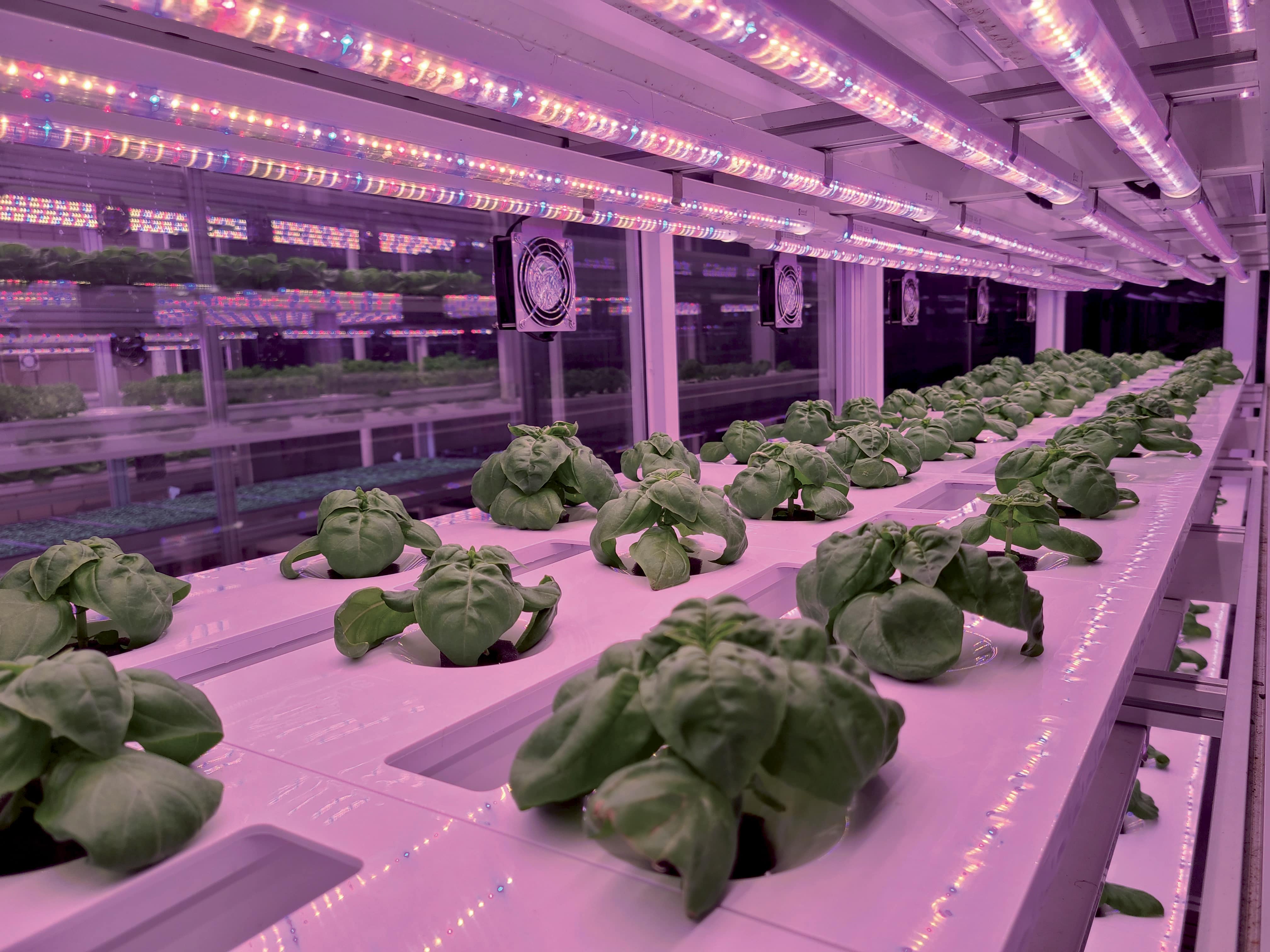 Erfahren Sie mehr über unseren Ansatz für das Vertical Farming