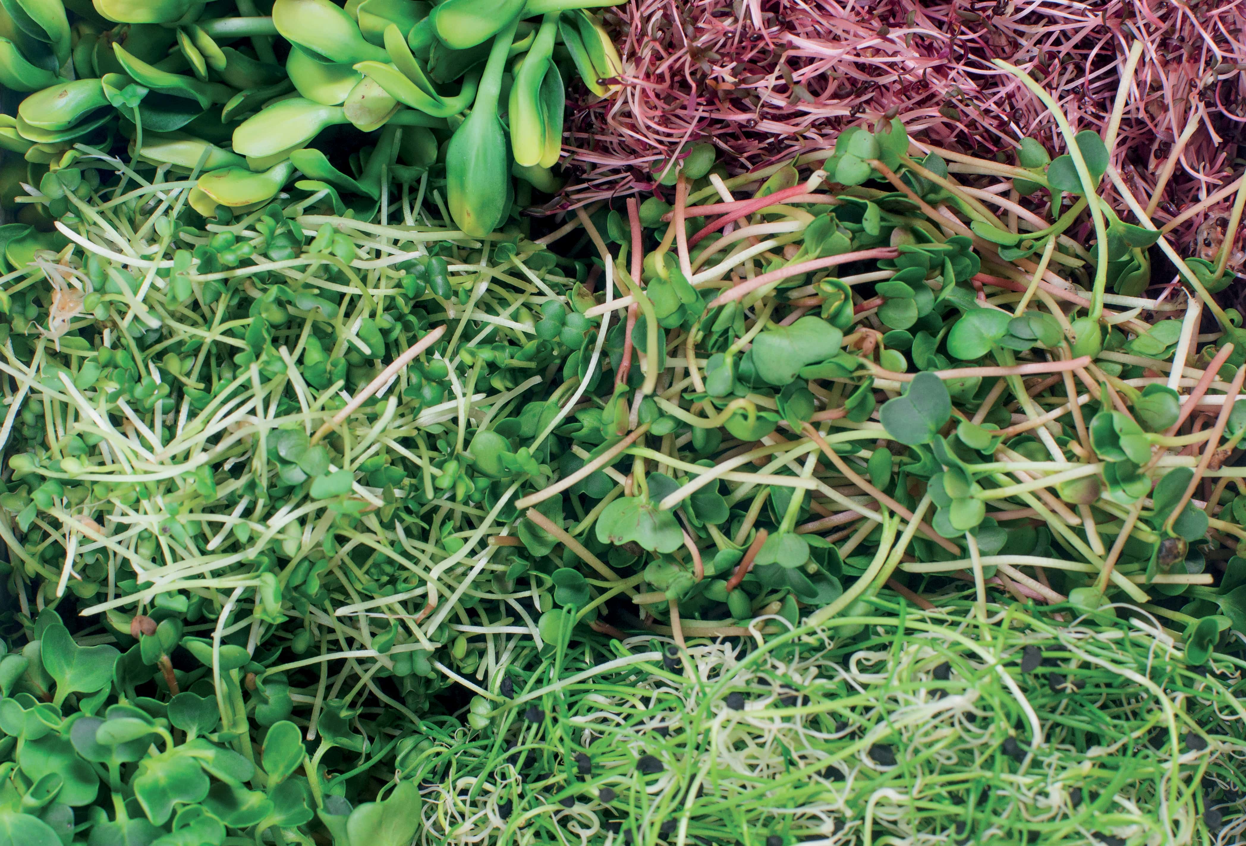 Entdecken Sie unser Angebot an Microgreens
