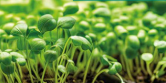 microgreens