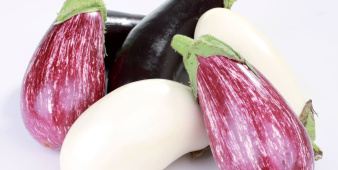 Aubergine