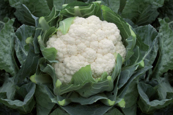 Choufleur