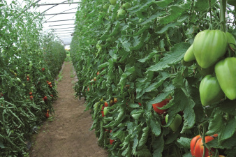 Tomate