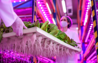 vertical_farming_voltz_maraichage