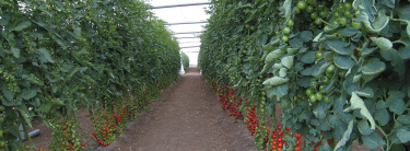 tomaten_voltz_maraichage