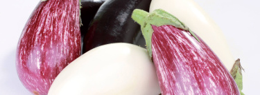 Aubergine