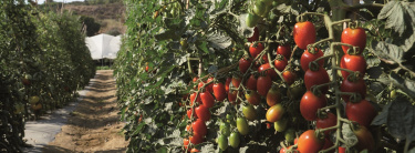 Tomate