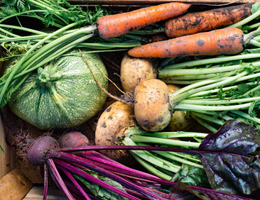 Konventionelles saatgut